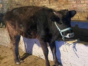 плодные матки: Продаю | Тёлка, Музоо, торпок | Алатауская | На откорм, На забой, Для разведения | Искусственник — 1