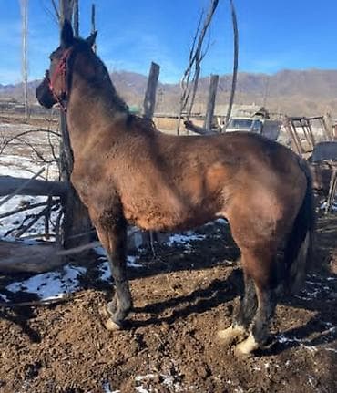 Аквариумдар: Сатам | Байтал | Аргын | Союуга, Жумушка, Ат спорту | Асыл тукумдуу — 1