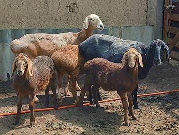 выезд ветеринара на дом: Продаю | Овца (самка), Ягненок, Баран (самец) | Арашан | Для разведения | Племенные, Осеменитель, Матка — 2