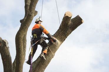 срубы: Пилю деревья. Бак кыям Дарак кыям Бак кыркабыз Спилить дерево Услуги — 2