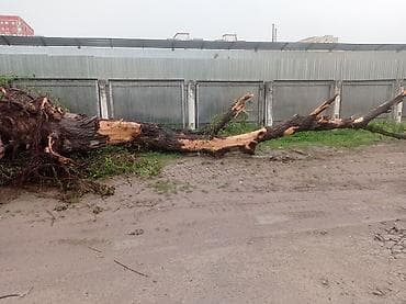 тополя пол: Свежеспиленное дерево (крупномер), ствол с корнем и ветвями. Продаю — 1