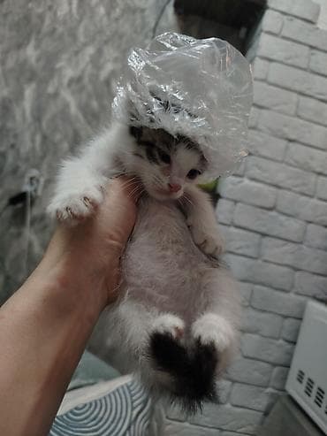 котятки: Кошка даром: Беспородная, Мальчик — 5