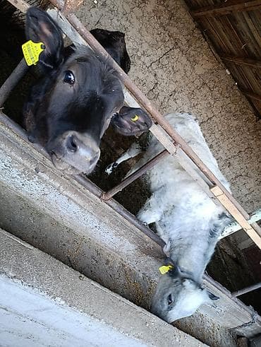 быки кант: Продаю | Бык (самец) | На откорм | Привязанные — 3