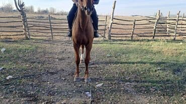 котята в добрые руки: Продаю | Жеребец | Рабочий — 3