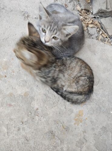 новорожденные котята: Беспородная, 3 месяца, Девочка — 6