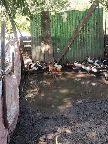 собаки сокулук: Индоутки оптом ! возраст два месяца ! цена оптовая по 500 сом за — 6