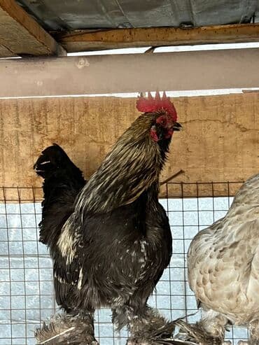 Собаки: Продаю | Куры, Петух — 1