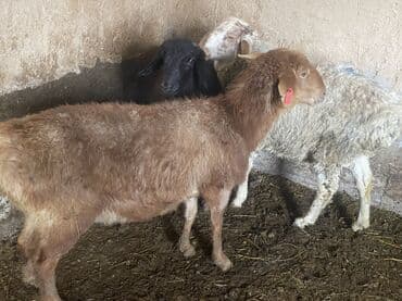 для овец: Продаю | Овца (самка), Баран (самец) | Полукровка, Эдильбаевская | На забой, Для разведения | Осеменитель, Матка — 4