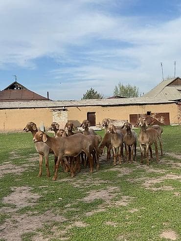 инкубационные яйца индюков: Продаю | Ягненок | Для разведения | Племенные — 6