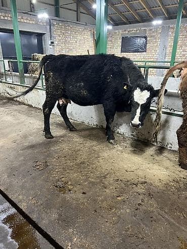 Корма для с/х животных: Продаю | Корова (самка) | Герефорд, Абердин-ангус | Для молока | Привязанные — 2