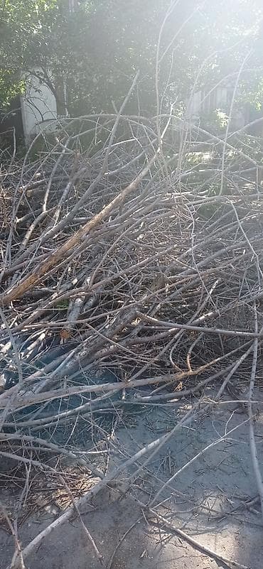 Ветки после спила дерева. Карагач. Заберите бесплатно. район Ж.жолу -