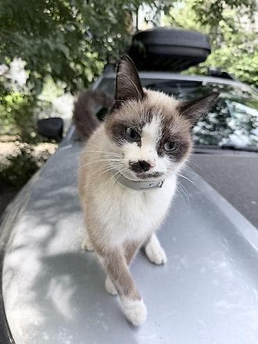 сиамс: Кошка даром: Беспородная, 11 месяцев, Девочка — 6