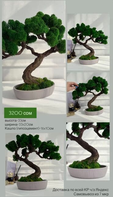 искусственные растения бишкек: Бонсай ручной работы из натурального стабилизированного мха от 1500 — 42