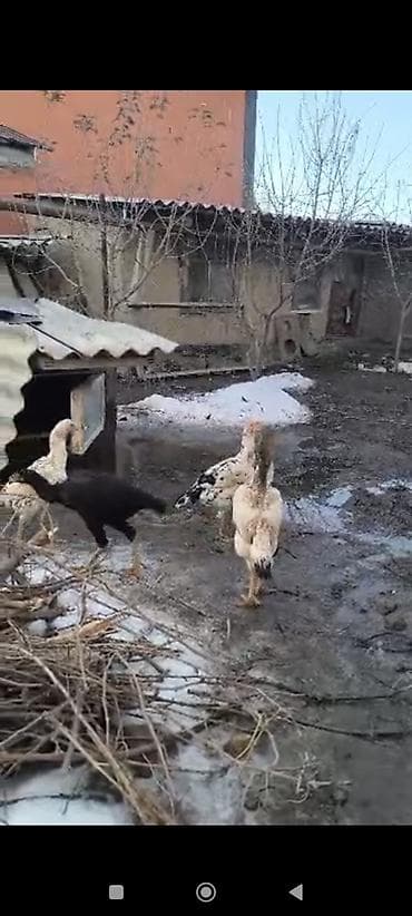 кровы: Продаю | Петух | Бойцовая | Для разведения — 8