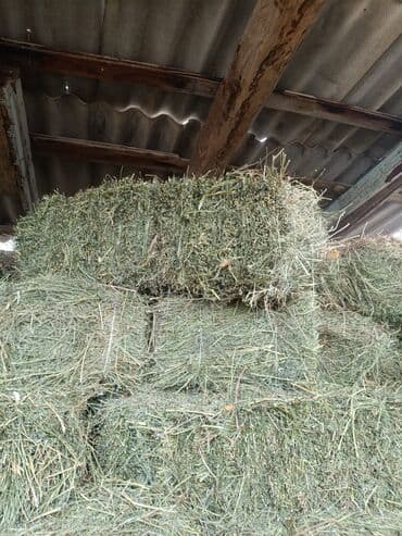 Сено второго укоса, привезено из Чон-Кемина. сейчас находится в Кемине