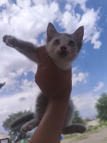 scottish fold: Котёнок серо-белого окраса с янтарными глазами. отдам в добрые руки — 1
