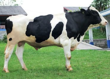 молочные оборудование: Искусственное осеменение коров гольштино-фризская швицская симментал — 2