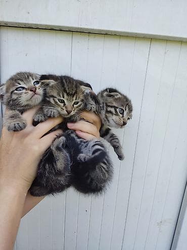 Продажа кошек: Скотиш Фолд (Шотландская вислоухая), 1 месяц, Девочка — 4