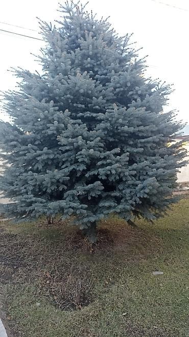 Ель голубая (Picea pungens Glauca) для озеленения участка. -