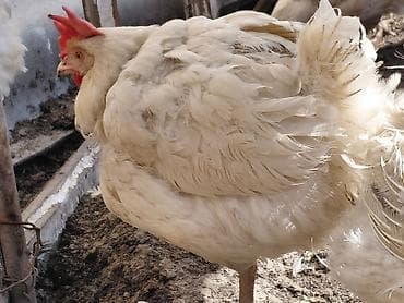 клетки для кур несушки: Продаю | Куры | Домашняя | Для разведения — 5