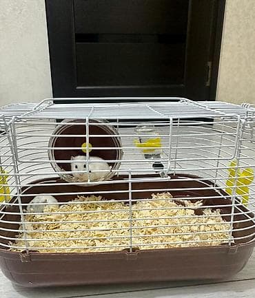 хомяк цена бишкек: 🐹 ПРОДАЮ ДВУХ ХОМЯЧКОВ 🐹 Милые, активные и красивые хомячки ❤️ На — 1