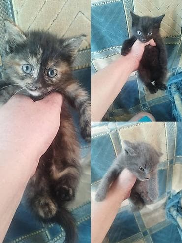 ящики для цыплят: Котята от домашней кошки - Помёт от кошки с чёрно‑белым окрасом (мама — 3