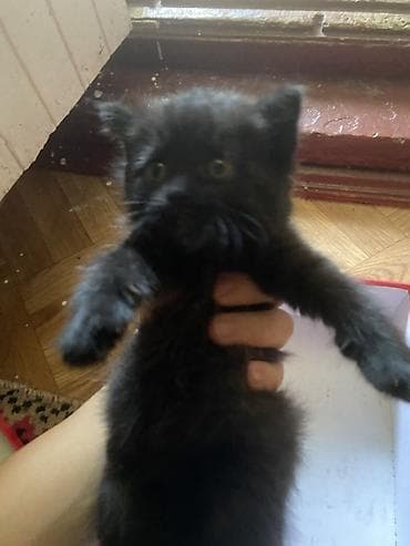 Продажа кошек: Котята, пушистые комочки счастья - Помёт из двух котят: оба — 2