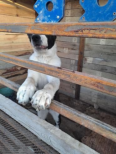 собака даберман: Алабай, 6 месяцев, Самка, С прививкой — 3