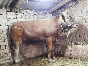 коровы швиц: Продаю | Бык (самец) | Швицкая | Для разведения | Племенные — 2