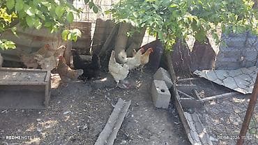дом животных: Продаю | Куры | Домашняя — 2