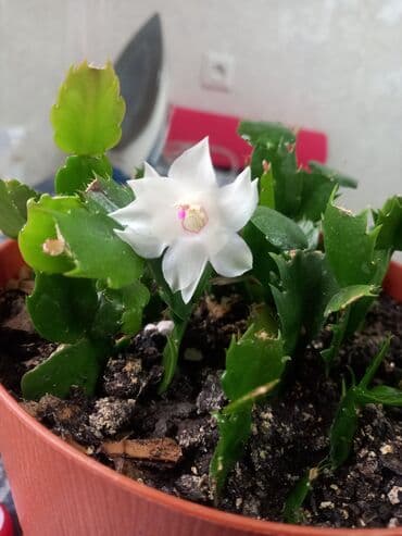 поделки на осень: Декабрист (Schlumbergera) — комнатный кактус с плоскими членистыми — 5