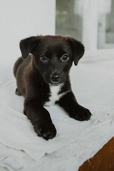 сиамская кошка даром: 🐶 Ищем дом щенку! Девочка 3 месяца. Будет маленькая (8-10 кг) — 3