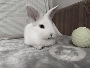 кемири: Карликовый декоративный кролик (белый, короткошерстный) Девочка — 3