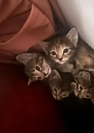 scottish fold: 2 кошечки и 3 котика. Отдам в добрые и заботливые руки. Город Бишкек — 3