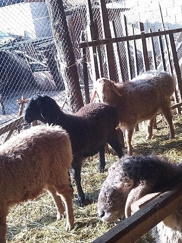 продаю жеребёнок: Продаю | Ягненок — 3