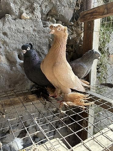 Үй жаныбарлары үчүн товарлар: Декоративные голуби (породный тип с «чубом» на голове и оперёнными — 1