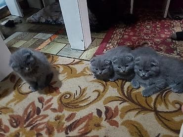 шотландский вислоухий котята: Пухлые серые котята породы СКОТИШ ФОЛД с короткой густой шерстью и — 1
