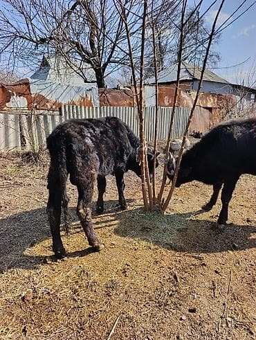 самые экзотические животные: Продаю | Тёлка | На откорм — 1