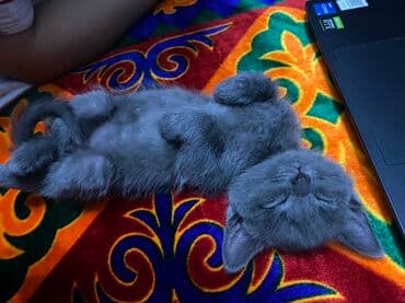 британская кошка золотая шиншилла: Очаровательный серый котёнок с бархатной шерсткой и янтарными — 3