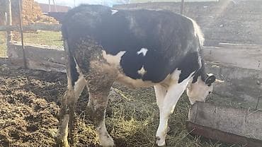 собака лабладор: Продаю | Тёлка | Голштин | Для молока | Племенные — 4