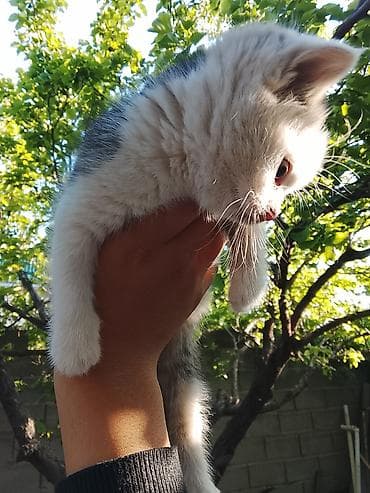 ищу котика: 2 месяца, Мальчик, Биколор, Приучена к лотку — 2