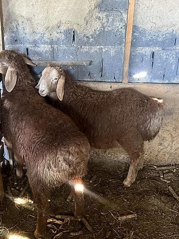 Продаю | Овца (самка) | Эдильбаевская | Для разведения