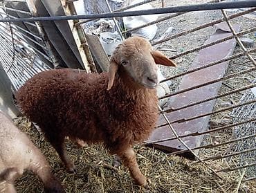 индюк тушка: Продаю | Ягненок | Ярка — 1