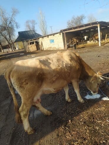 срочно продаю в связи с переездом: Продаю | Корова (самка) — 6