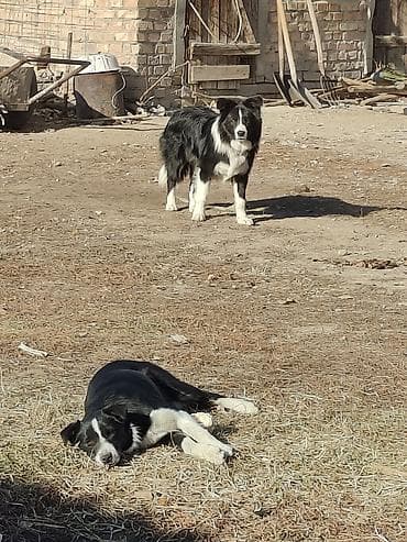 Бордер колли вязка - Назначение: они пастушьим командам (стоп