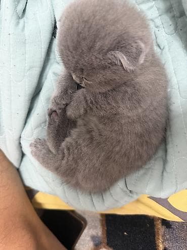 котята скоттиш страйт: Шотландские котята,(страйт и скотиш фолд) окрас голубой (blue) — 8