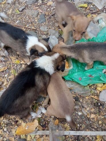 щенок французский бульдог: Собака даром: Дворняжка, 3 месяца, Самец — 1
