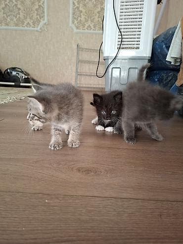приму в дар котенка: Милые котята в добрые и ответственные руки 🐱Описание:Отдаем в добрые — 9