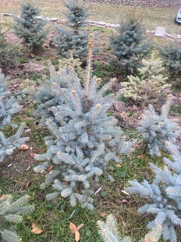 комур цена: Көчөттөр дарактардын: Карагайлар — 5