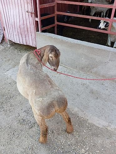 домашние птицы: Продаю | Баран (самец) | Для разведения | Племенные — 3